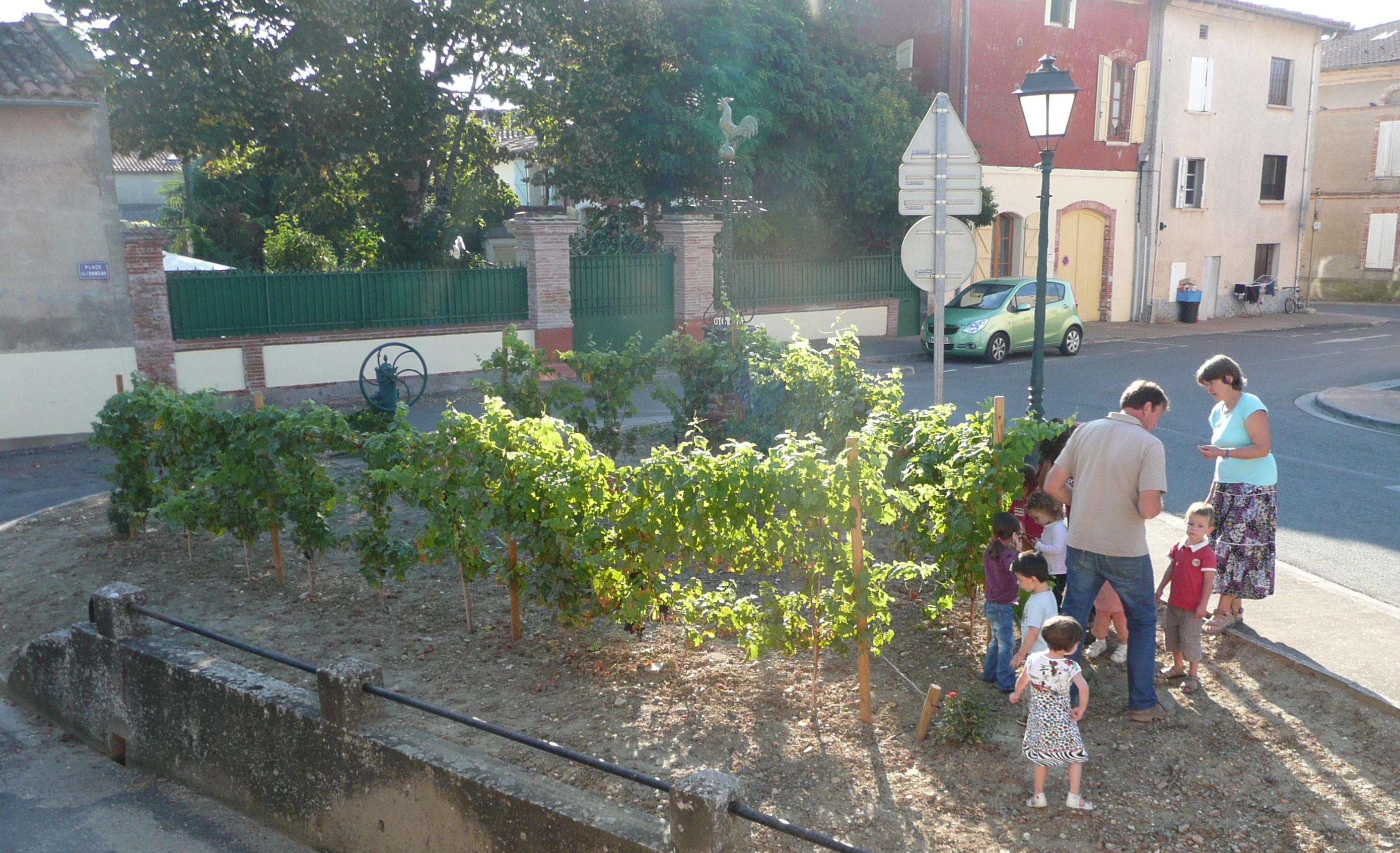 Plantation de la vigne sur la place de l'Ormeau